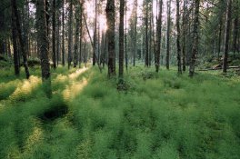 Do finských národních parků - Finsko