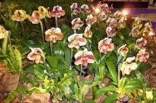 Drážďany, Míšeň, kamélie v Pillnitz a výstava orchidejí - Německo