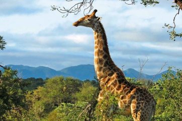 Dvojité safari - Jihoafrická republika