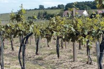 Eger, Tokaj, Budapešť, termály a víno - Maďarsko