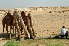 Egypt - pouštní safari