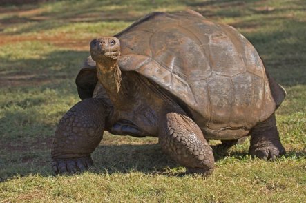 Ekvádor, Galapágy a Peru – země Inků - Ekvádor - Galapágy