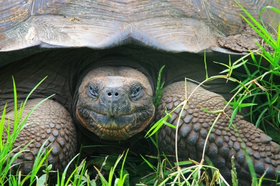 Ekvádor, Galapágy - Ekvádor - Galapágy