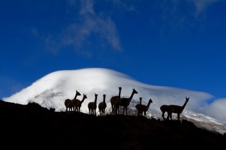 Ekvádorská sopka Chimborazo a Galapágy - Ekvádor - Galapágy