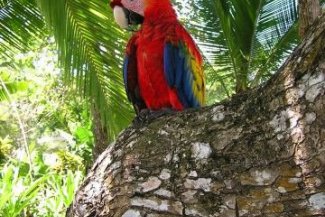 Exotická Kostarika s návštěvou NP Corcovado - Kostarika