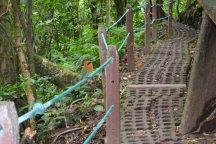 Fascinující deštné pralesy Kostariky - Kostarika