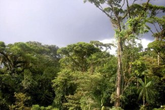 Fascinující deštné pralesy Kostariky - Kostarika