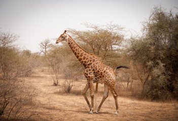 Ghana, Pobřeží slonoviny, Libérie, Sierra Leone, Guinea, Gambie, Senegal, Mauritánie - Ghana