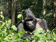Gorily ve Rwandě a safari v Keni
