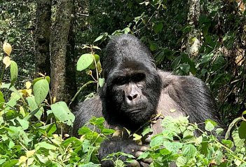 Gorily ve Rwandě a safari v Keni