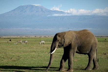Gorily ve Rwandě a safari v Keni - Keňa