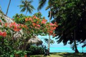 Hibiscus Moorea - Francouzská Polynésie - Moorea