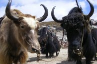 Himálaj MTB - Indie