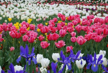 Holandsko – Floriade a Amsterodam - Nizozemsko - Amsterdam