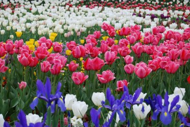 Holandsko – Floriade a Amsterodam