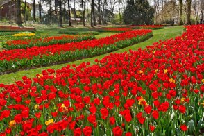 Holandsko - země tulipánů a květinové korzo - Nizozemsko