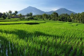 Indonésie - pláže i památky Bali a Lomboku - Indonésie