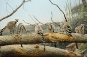 JAR, Madagaskar - Madagaskar