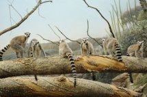 JAR, Madagaskar - Madagaskar