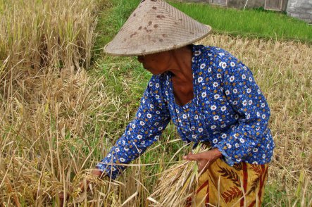 Jáva, Bali, Bromo + Flores, Rinca, Komodo - Indonésie