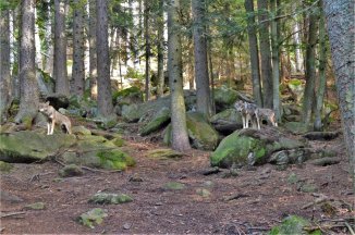 JEŠTĚ JEDNOU MODRAVA - Česká republika - Šumava