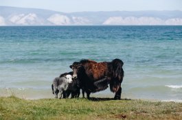 Jezero Bajkal, Tunkinsky NP - Ostrov Olchon - sídlo duchů - Rusko