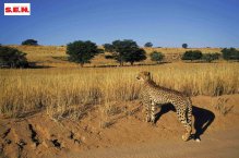 Jihoafrická republika, Namibie, Botswana, Zimbabwe, Zambie - Zimbabwe