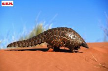 Jihoafrická republika, Namibie, Botswana, Zimbabwe, Zambie - Namibie