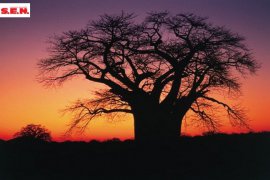 Jihoafrická republika, Namibie, Botswana, Zimbabwe, Zambie - Jihoafrická republika