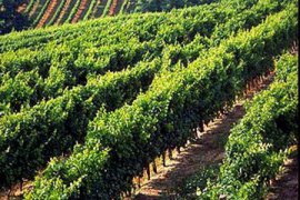 Jihozápadní Francie - zahrady a víno - Francie