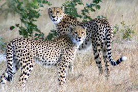 Jižní Afrika TOTAL - Jihoafrická republika