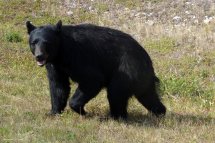 Kanada - turistika v Rockies a Vancouver Island - Kanada