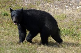 Kanada - turistika v Rockies a Vancouver Island - Kanada