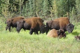 Kanada - turistika v Rockies a Vancouver Island - Kanada