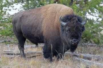 Kanada - turistika v Rockies a Vancouver Island - Kanada