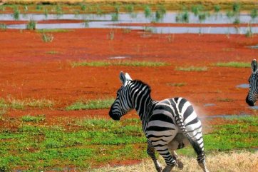 Keňa a Tanzánie - hledání pramene Nilu - Keňa