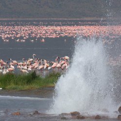 Keňa – Mt. Kenya, safari v Národních parcích, Victoriino jezero