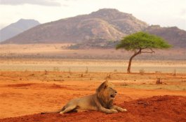 KEŇA, RÁJ NA ZEMI - SAFARI POD KILIMANDŽÁREM - Keňa