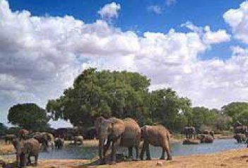 Keňa - Safari Season Special - Keňa
