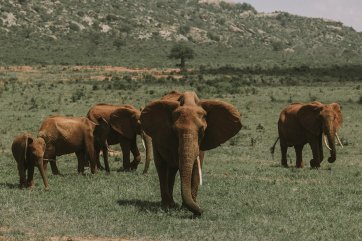 Keňský ráj - safari a bělostné pláže - Keňa