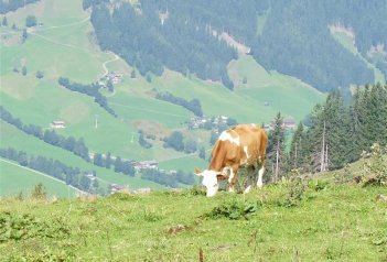 Kitzbühelské Alpy s dětmi - Rakousko