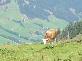 Kitzbühelské Alpy s dětmi