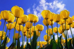 Jarní květinové korzo - Nizozemsko