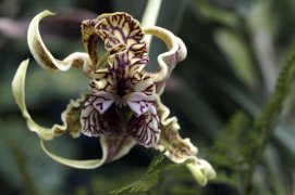 Klosterneuburg a Vídeň, mezinárodní výstava orchidejí - Rakousko