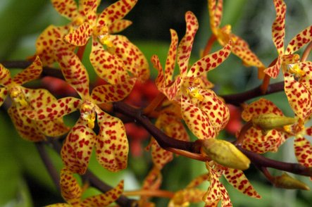 Klosterneuburg a Vídeň, mezinárodní výstava orchidejí - Rakousko