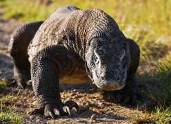 Komodo, Lombok, Flores, Rinca, Gili, Bali