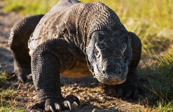 Komodo, Lombok, Flores, Rinca, Gili, Bali