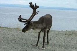 Krásy a fjordy Norska - Zlatá cesta severu - Norsko
