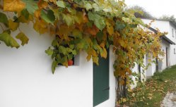 Krásy Dolnorakouska a vinařská slavnost v Poysdorfu - Rakousko