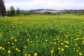 Krásy Šumavy, hory, jezera a slatě i Bavorský les - Česká republika - Šumava